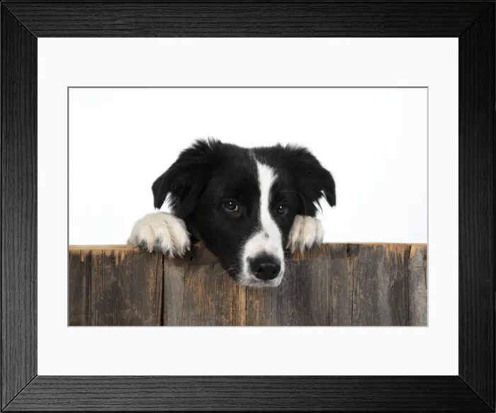 Framed Print : 13131331. DOG. Border Collie dog, over wooden fence, studio Date Framed Print : 13131331. DOG. Border Collie dog, over wooden fence, studio Date