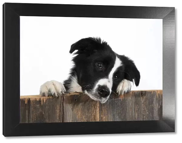 13131332. DOG. Border Collie dog, over wooden fence, studio Date