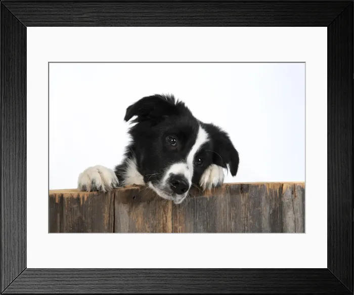 Framed Print : 13131332. DOG. Border Collie dog, over wooden fence, studio Date Framed Print : 13131332. DOG. Border Collie dog, over wooden fence, studio Date