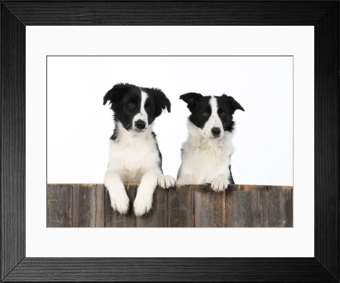 Framed Print : 13131333. DOG. Border Collie dogs, x2 over wooden fence, studio Date Framed Print : 13131333. DOG. Border Collie dogs, x2 over wooden fence, studio Date