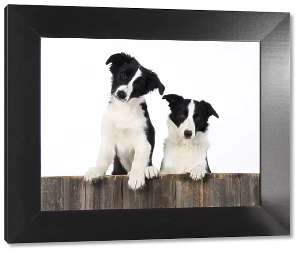 13131334. DOG. Border Collie dogs, x2 over wooden fence, studio Date