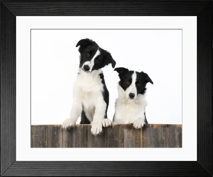 Framed Print : 13131334. DOG. Border Collie dogs, x2 over wooden fence, studio Date Framed Print : 13131334. DOG. Border Collie dogs, x2 over wooden fence, studio Date