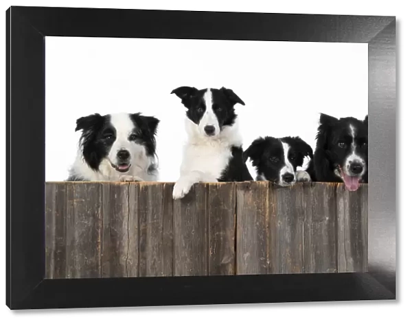 13131335. DOG. Border Collie dogs, x4 over wooden fence, studio Date