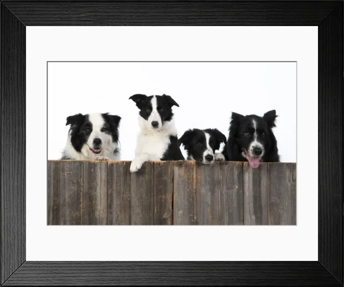 Framed Print : 13131335. DOG. Border Collie dogs, x4 over wooden fence, studio Date Framed Print : 13131335. DOG. Border Collie dogs, x4 over wooden fence, studio Date