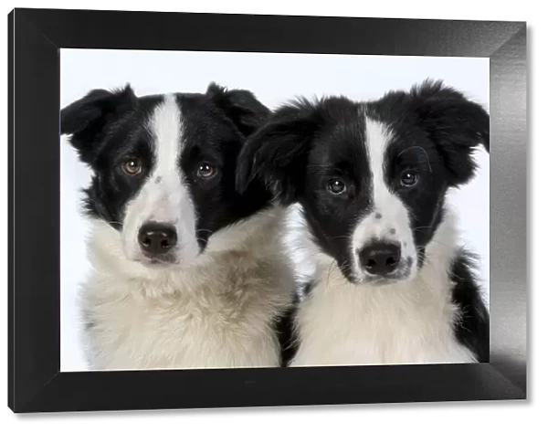 13131336. Two Border Collie dogs Date