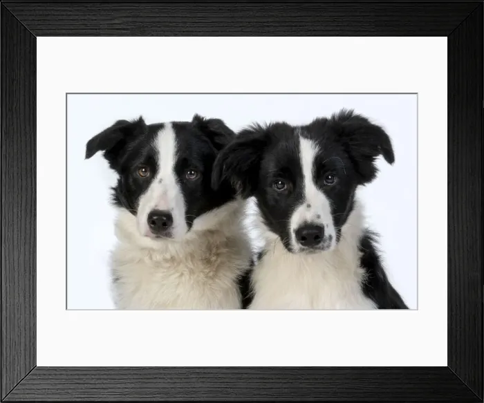 Framed Print : 13131336. Two Border Collie dogs Date Framed Print : 13131336. Two Border Collie dogs Date
