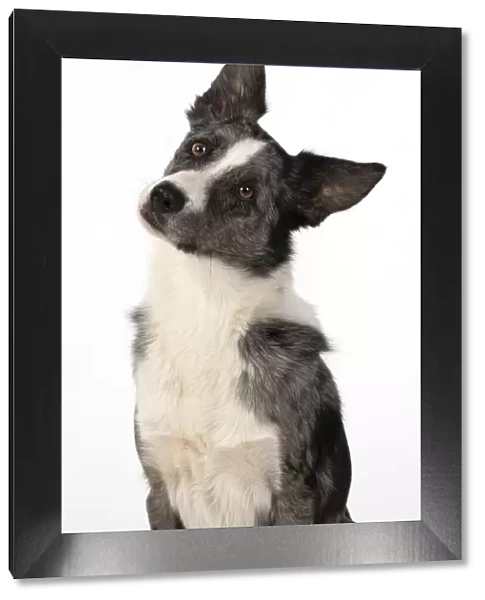 13131337. DOG. Border Collie cross breed dog, studio