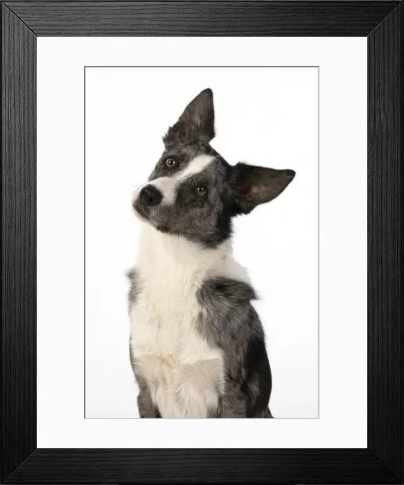 Framed Print : 13131337. DOG. Border Collie cross breed dog, studio, head Framed Print : 13131337. DOG. Border Collie cross breed dog, studio, head
