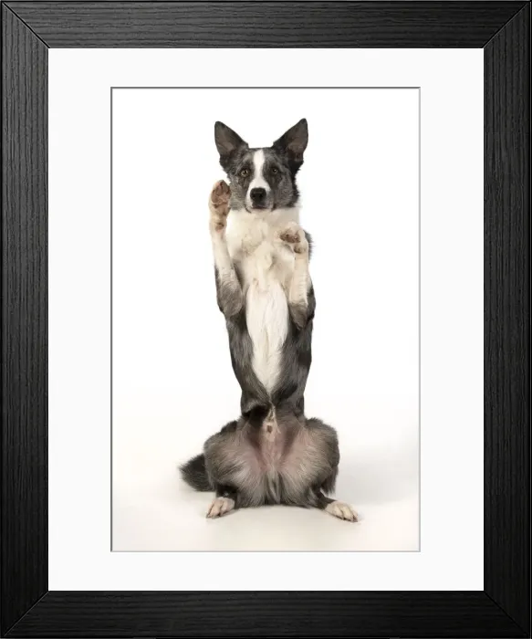 Framed Print : 13131339. DOG. Border Collie cross breed dog, sitting up with paws up Framed Print : 13131339. DOG. Border Collie cross breed dog, sitting up with paws up