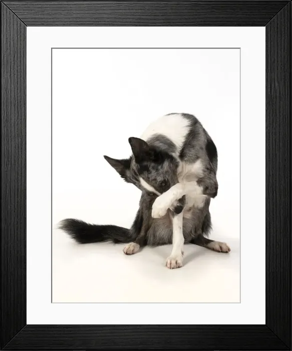 Framed Print : 13131341. DOG. Border Collie cross breed dog, sitting with paws over face