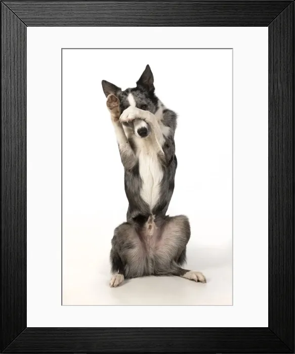 Framed Print : 13131342. DOG. Border Collie cross breed dog, sitting up with paws over face Framed Print : 13131342. DOG. Border Collie cross breed dog, sitting up with paws over face
