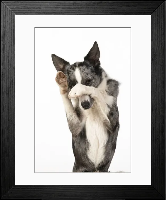 Framed Print : 13131343. DOG. Border Collie cross breed dog, sitting up with paws over face Framed Print : 13131343. DOG. Border Collie cross breed dog, sitting up with paws over face