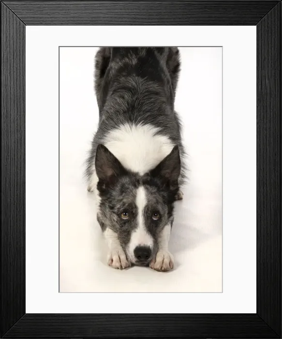 Framed Print : 13131344. DOG. Border Collie cross breed dog, laying with eyes looking sad Framed Print : 13131344. DOG. Border Collie cross breed dog, laying with eyes looking sad