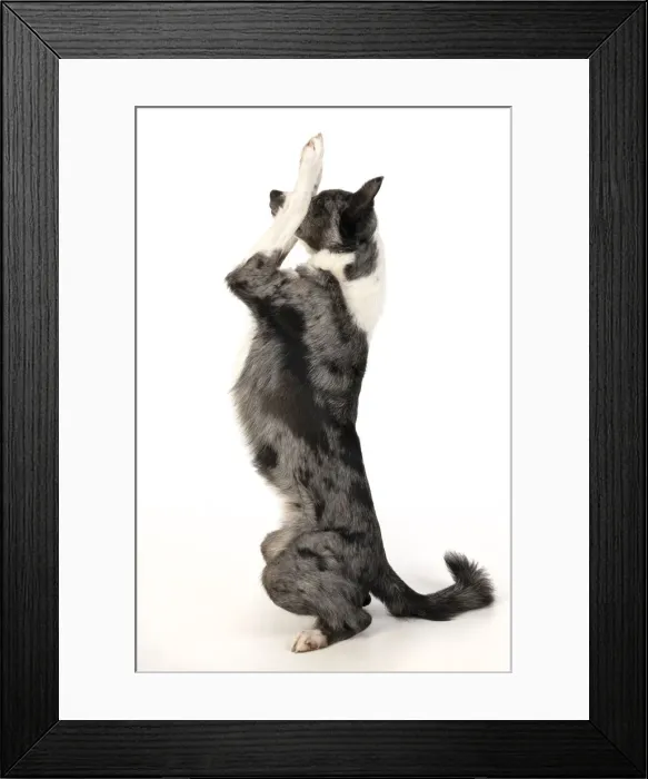 Framed Print : 13131345. DOG. Border Collie cross breed dog, sitting up with paws up Framed Print : 13131345. DOG. Border Collie cross breed dog, sitting up with paws up