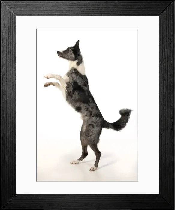 Framed Print : 13131347. DOG. Border Collie cross breed dog, standing up with paws up Framed Print : 13131347. DOG. Border Collie cross breed dog, standing up with paws up