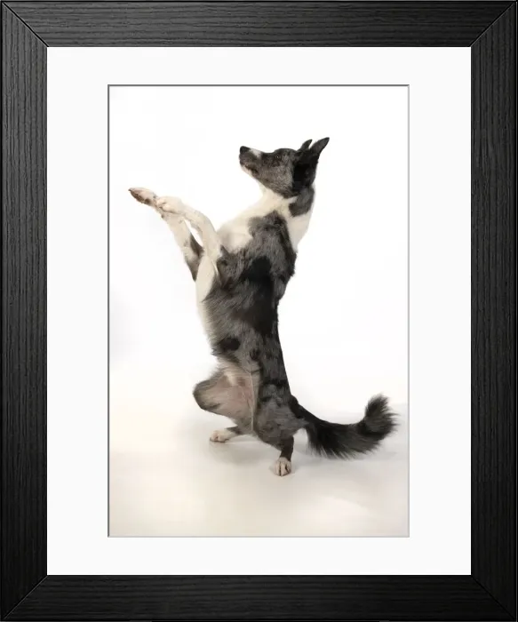 Framed Print : 13131348. DOG. Border Collie cross breed dog, sitting up with paws up Framed Print : 13131348. DOG. Border Collie cross breed dog, sitting up with paws up