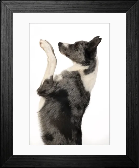 Framed Print : 13131349. DOG. Border Collie cross breed dog, sitting up with paws up Framed Print : 13131349. DOG. Border Collie cross breed dog, sitting up with paws up