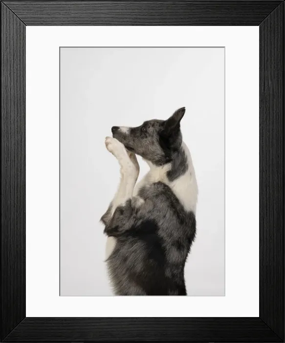 Framed Print : 13131350. DOG. Border Collie cross breed dog, sitting up with paws up Framed Print : 13131350. DOG. Border Collie cross breed dog, sitting up with paws up