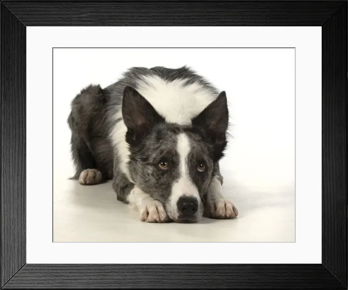 Framed Print : 13131351. DOG. Border Collie cross breed dog, laying with eyes looking sad Framed Print : 13131351. DOG. Border Collie cross breed dog, laying with eyes looking sad