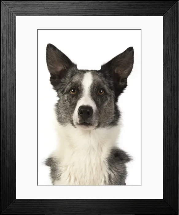 Framed Print : 13131352. DOG. Collie X, head and shoulders, studio, white background Date Framed Print : 13131352. DOG. Collie X, head and shoulders, studio, white background Date