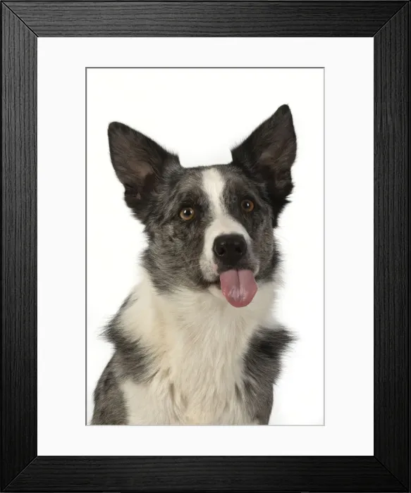 Framed Print : 13131353. DOG. Border Collie cross breed dog, sitting, head Framed Print : 13131353. DOG. Border Collie cross breed dog, sitting, head