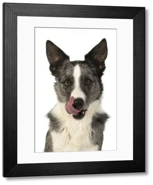 Framed Print : 13131354. DOG. Border Collie cross breed dog, sitting, head Framed Print : 13131354. DOG. Border Collie cross breed dog, sitting, head
