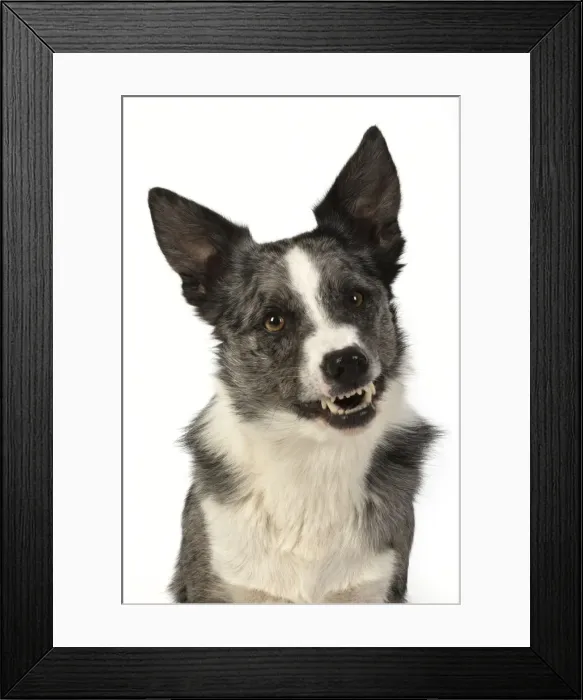 Framed Print : 13131355. DOG. Border Collie cross breed dog, sitting, head Framed Print : 13131355. DOG. Border Collie cross breed dog, sitting, head