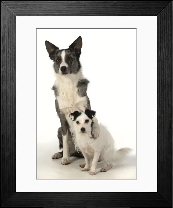 Framed Print : 13131356. DOG. Border Collie cross breed dog, with paw over Jack Russell cross Framed Print : 13131356. DOG. Border Collie cross breed dog, with paw over Jack Russell cross