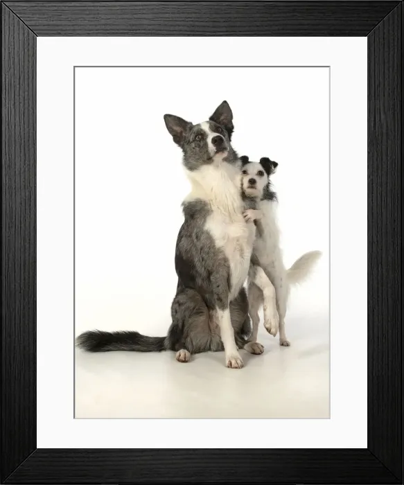 Framed Print : 13131357. DOG. Border Collie cross breed dog, with Jack Russell cross standing Framed Print : 13131357. DOG. Border Collie cross breed dog, with Jack Russell cross standing