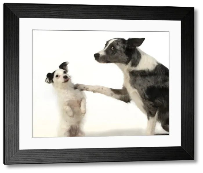 Framed Print : 13131358. DOG. Border Collie cross breed dog, with wpaw on Jack Russell cross Framed Print : 13131358. DOG. Border Collie cross breed dog, with wpaw on Jack Russell cross