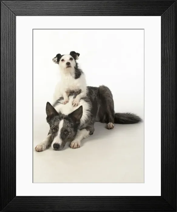 Framed Print : 13131359. DOG. Border Collie cross breed dog, with Jack Russell cross Framed Print : 13131359. DOG. Border Collie cross breed dog, with Jack Russell cross