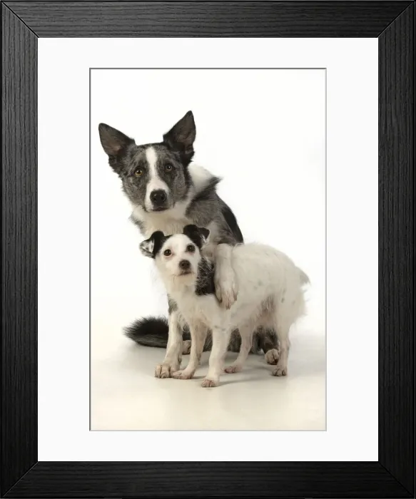Framed Print : 13131360. DOG. Border Collie cross breed dog, with paw over Jack Russell cross Framed Print : 13131360. DOG. Border Collie cross breed dog, with paw over Jack Russell cross