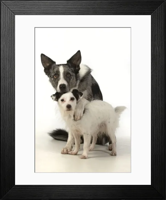 Framed Print : 13131361. DOG. Border Collie cross breed dog, with paw over Jack Russell cross Framed Print : 13131361. DOG. Border Collie cross breed dog, with paw over Jack Russell cross
