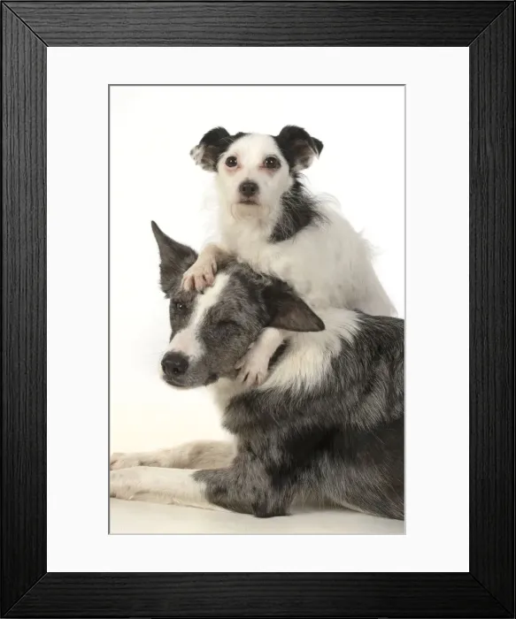 Framed Print : 13131362. DOG. Border Collie cross breed dog, with Jack Russell cross Framed Print : 13131362. DOG. Border Collie cross breed dog, with Jack Russell cross