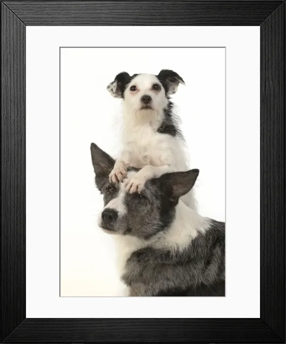 Framed Print : 13131363. DOG. Border Collie cross breed dog, with Jack Russell cross Framed Print : 13131363. DOG. Border Collie cross breed dog, with Jack Russell cross