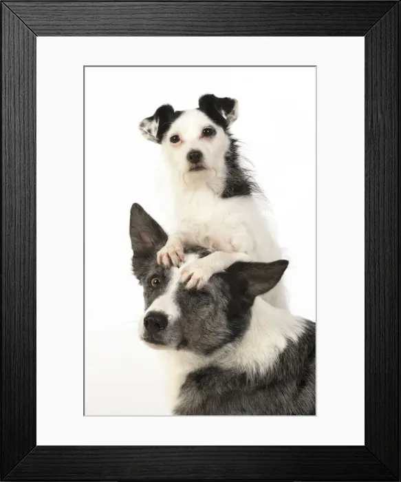 Framed Print : 13131364. DOG. Border Collie cross breed dog, with Jack Russell cross Framed Print : 13131364. DOG. Border Collie cross breed dog, with Jack Russell cross