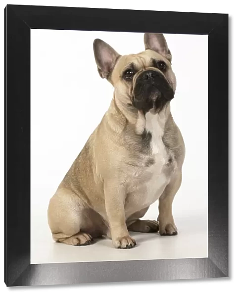13131365. DOG. French bulldog, sitting, studio, white background Date