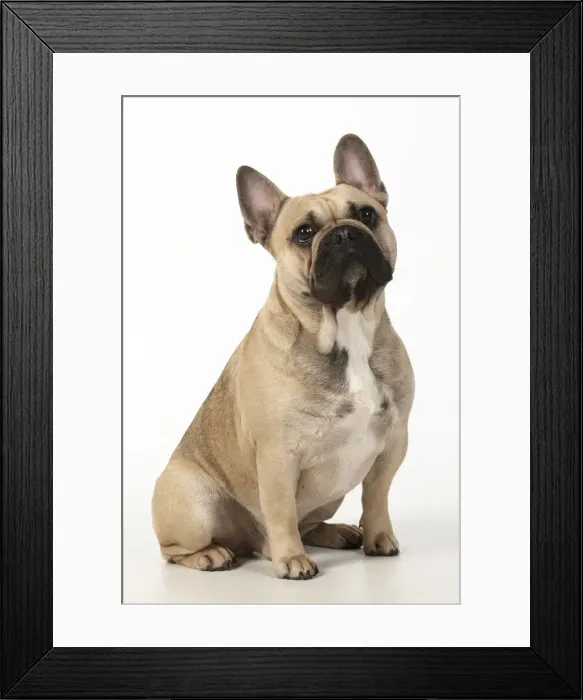 Framed Print : 13131365. DOG. French bulldog, sitting, studio, white background Date Framed Print : 13131365. DOG. French bulldog, sitting, studio, white background Date