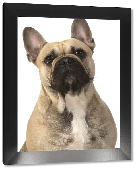 13131366. DOG. French bulldog, sitting, head & shoulders, studio, white background Date