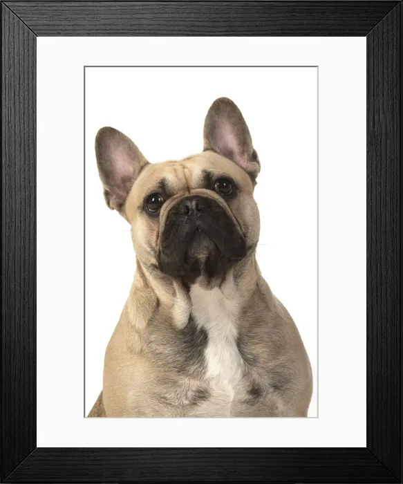 Framed Print : 13131366. DOG. French bulldog, sitting, head and shoulders, studio, white background Date Framed Print : 13131366. DOG. French bulldog, sitting, head and shoulders, studio, white background Date