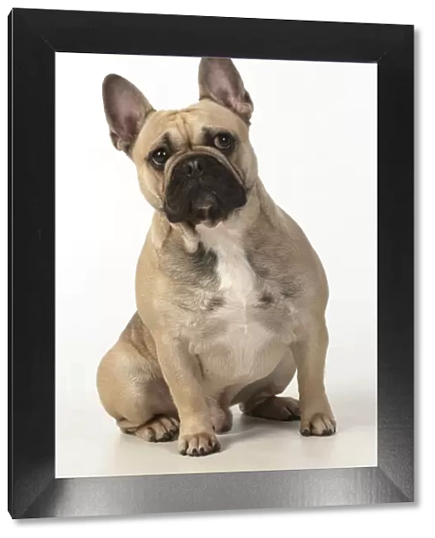 13131368. DOG. French bulldog, sitting, studio, white background Date