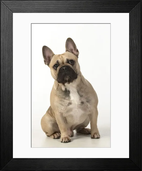 Framed Print : 13131368. DOG. French bulldog, sitting, studio, white background Date Framed Print : 13131368. DOG. French bulldog, sitting, studio, white background Date