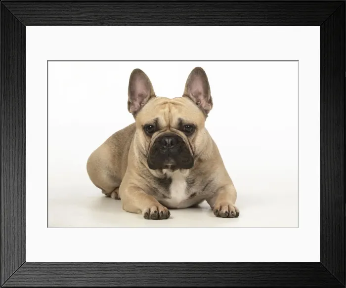 Framed Print : 13131369. DOG. French bulldog, laying down, , studio, white background Date Framed Print : 13131369. DOG. French bulldog, laying down, , studio, white background Date