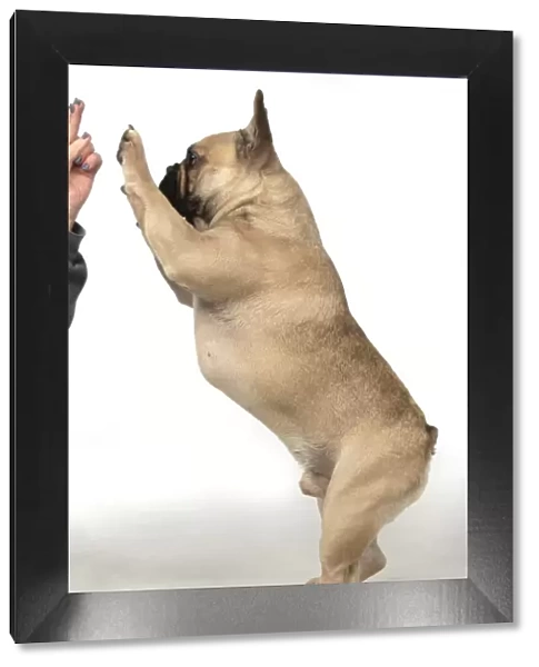 13131370. DOG. French bulldog, standing up on back legs, studio, white background Date