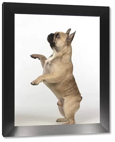 13131371. DOG. French bulldog, standing up on back legs, studio, white background Date