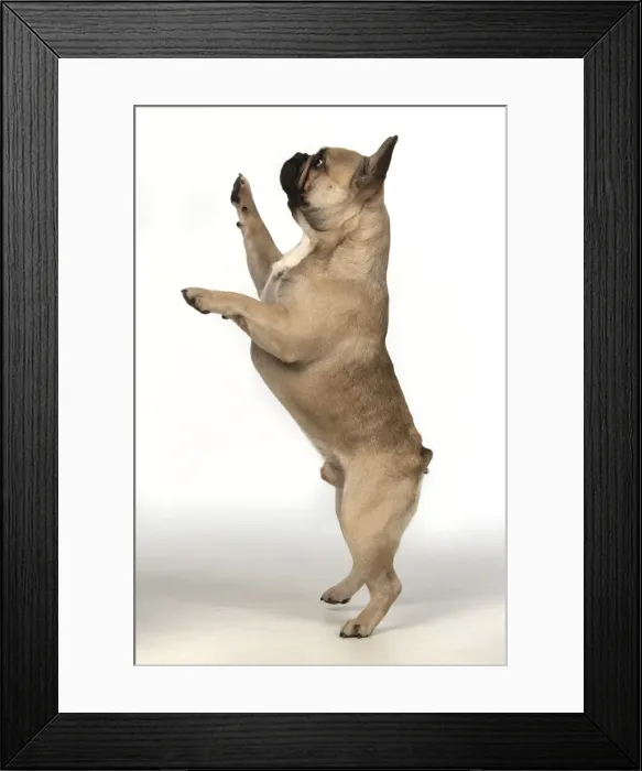 Framed Print : 13131372. DOG. French bulldog, standing up on back legs, studio, white background Date Framed Print : 13131372. DOG. French bulldog, standing up on back legs, studio, white background Date