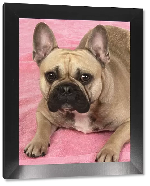 13131373. DOG. French bulldog, lying down, on pink towel, studio, Date