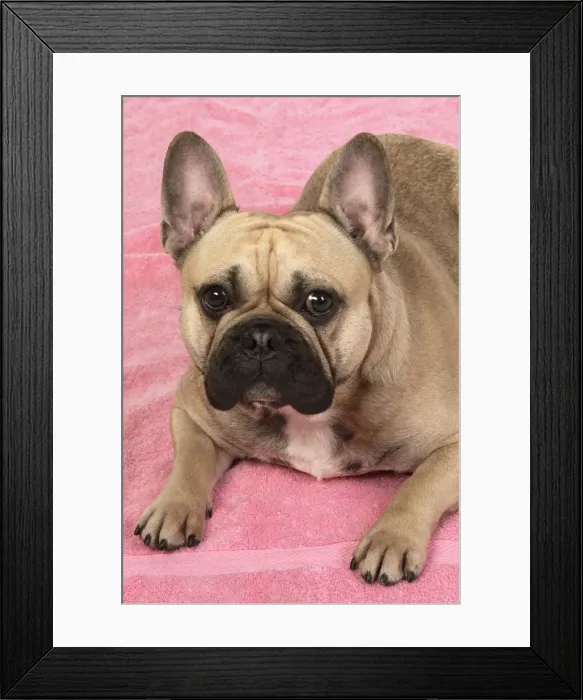 Framed Print : 13131373. DOG. French bulldog, lying down, on pink towel, studio, Date Framed Print : 13131373. DOG. French bulldog, lying down, on pink towel, studio, Date