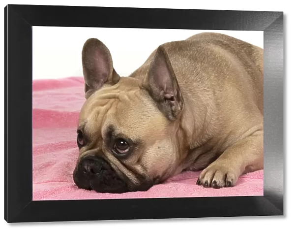 13131374. DOG. French bulldog, lying down, on pink towel, studio, Date