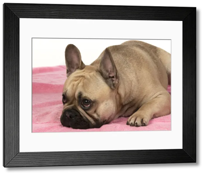 Framed Print : 13131374. DOG. French bulldog, lying down, on pink towel, studio, Date Framed Print : 13131374. DOG. French bulldog, lying down, on pink towel, studio, Date